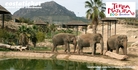 Elephants at Terra Natura